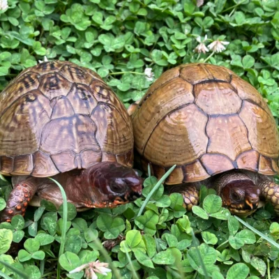 Buy adult Box Turtle online