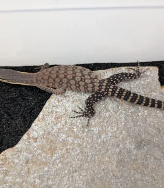 kimberley-rock-monitor-for-sale-near-me