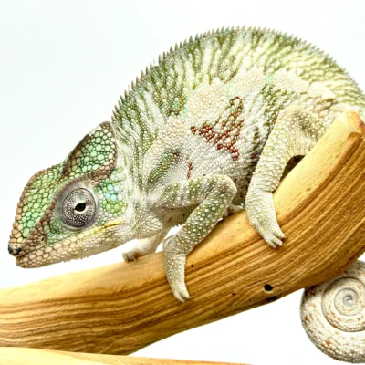 Buy adult Panther Chameleon online