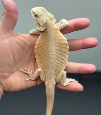 Witblits bearded dragon juvenile