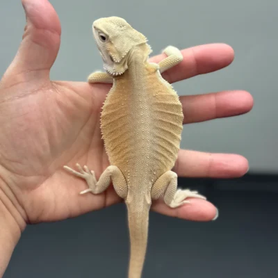 Witblits bearded dragon juvenile