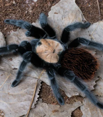 Captive bred tarantula sling for sale