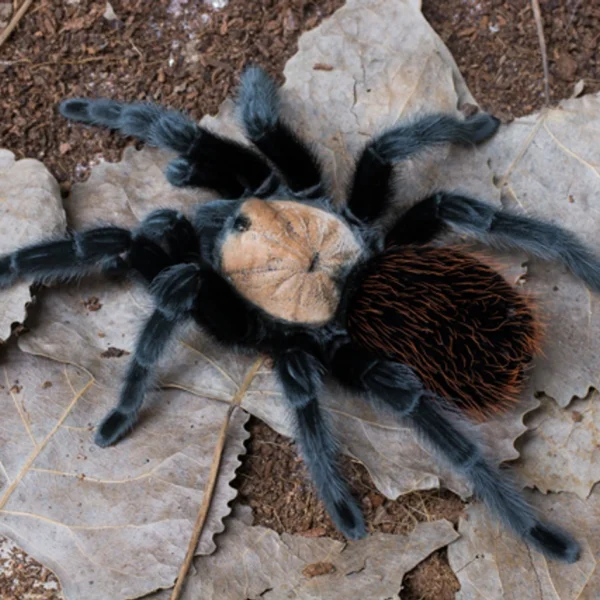 Captive bred tarantula sling for sale