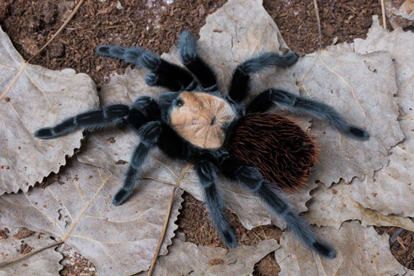 20250905050110.319-Brachypelma-albiceps-1420x1420h (1) Captive bred tarantula sling for sale