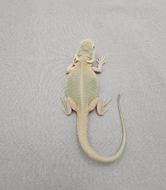 Translucent bearded dragon juvenile