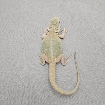 Translucent bearded dragon juvenile
