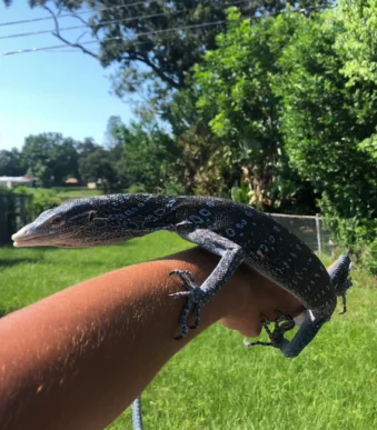 Buy captive bred Blue Tree Monitor online