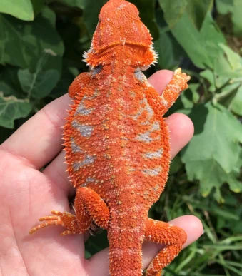Hypo Tiger Bearded Dragon juvenile