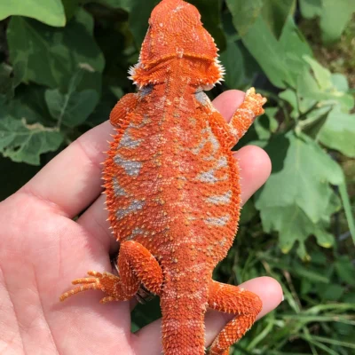 Hypo Tiger Bearded Dragon juvenile