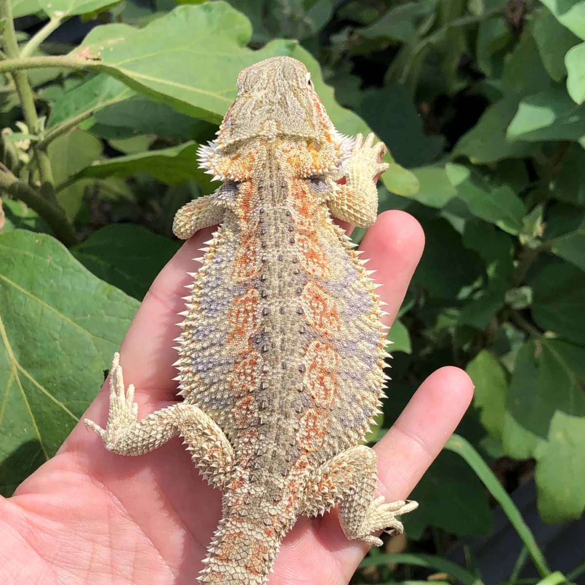 Hybrid bearded dragon het Witblit