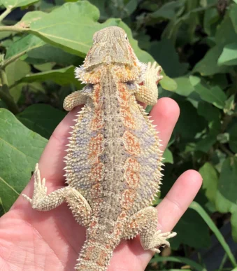 Hybrid bearded dragon het Witblit