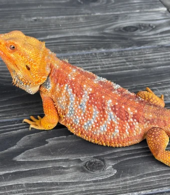 RTB Hypo Tiger Bearded Dragon male