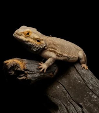 Citrus bearded dragon het zero