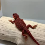 Translucent LB 100% Red Monster - Image 2