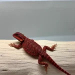 Translucent LB 100% Red Monster - Image 3