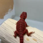 Translucent LB 100% Red Monster - Image 4