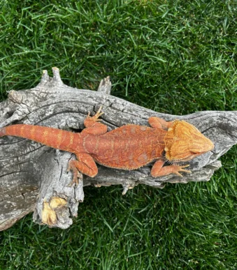 Red Inferno Bearded Dragon for sale