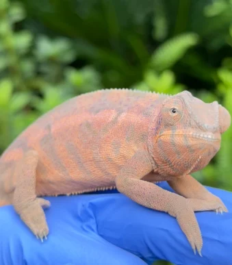 Buy RTB Panther Chameleon online