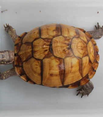 Buy adult Box Turtle online
