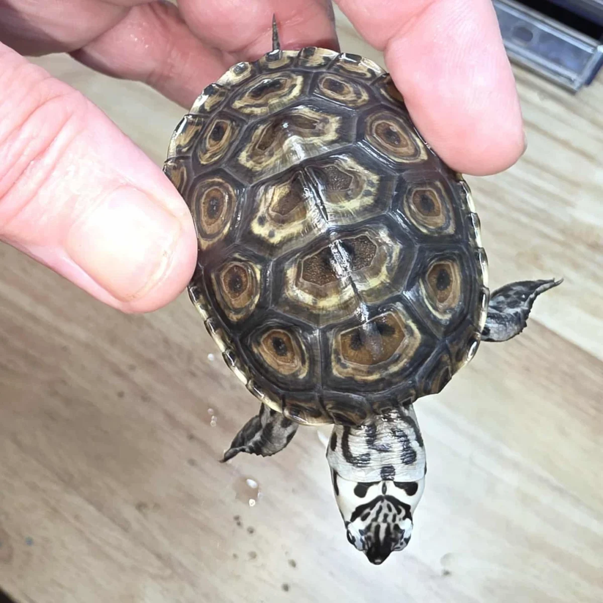 Buy baby Diamondback Terrapin online
