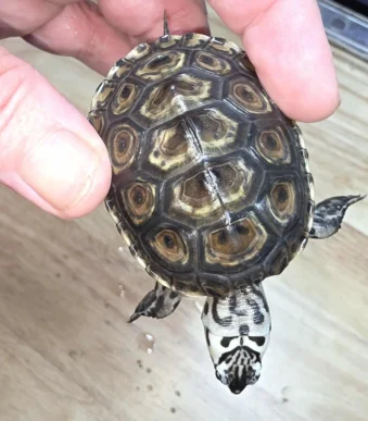 Buy baby Diamondback Terrapin online