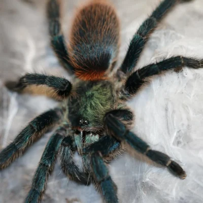 Buy adult tarantula online