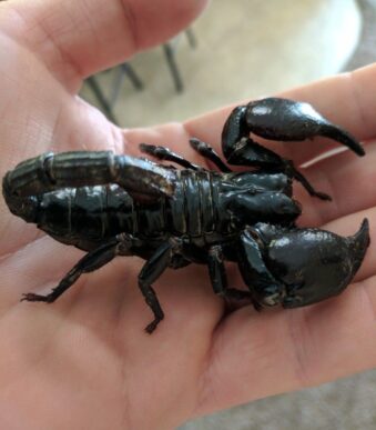 Buy baby scorpion online