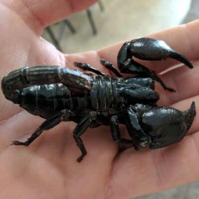 Buy baby scorpion online