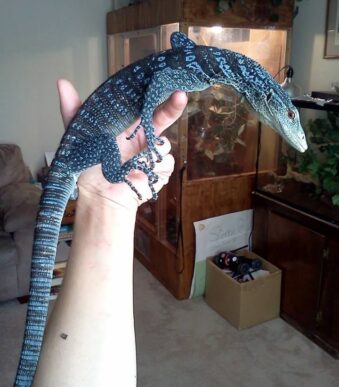 Buy a 1-year-old Blue Tree Monitor online.