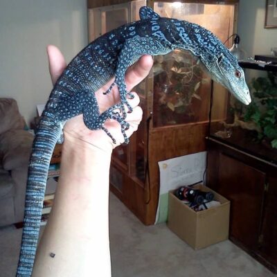 Buy a 1-year-old Blue Tree Monitor online.