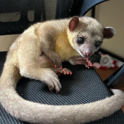 Kinkajou price and breeders