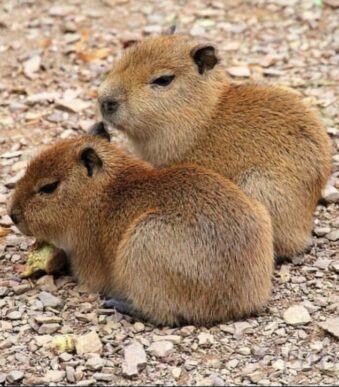 Buy capybara in the US