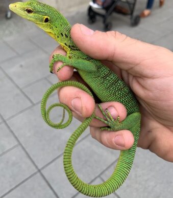 Buy juvenile Green Tree Monitor online