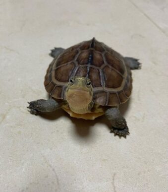Buy baby Box Turtle online