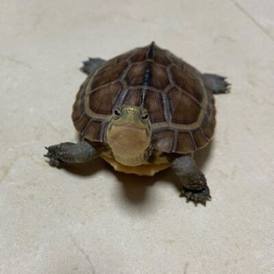 Buy baby Box Turtle online