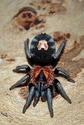 Buy adult tarantula online
