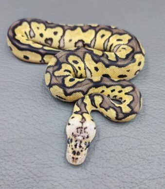 Buy baby ball python online