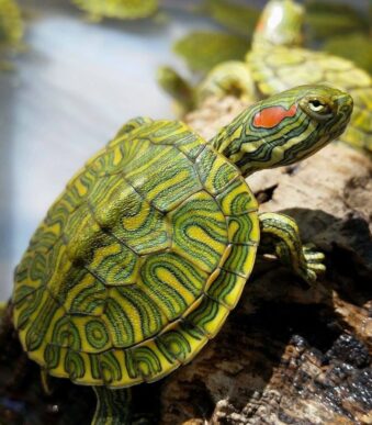 Buy baby Terrapin online