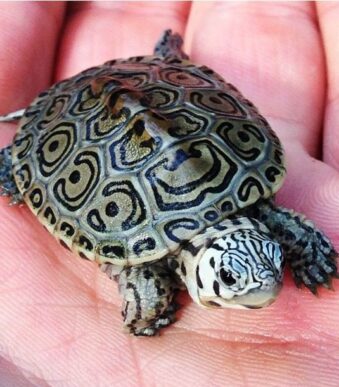 Terrapin juvenile for sale captive bred