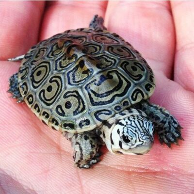 Terrapin juvenile for sale captive bred
