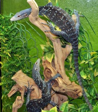 Discover how to care for adult Blue Tree Monitors with expert tips on habitat setup, diet, handling, and species traits. A complete guide for exotic reptile keepers.