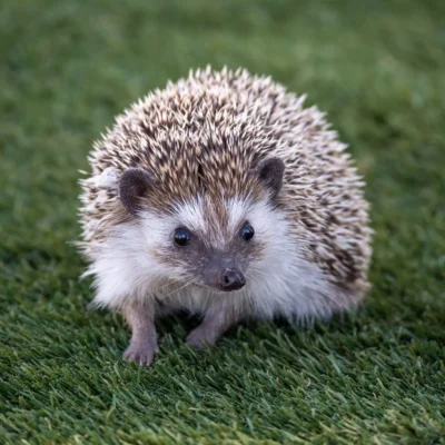 Buy Hedgehog Online