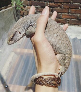 Monitor Lizard Care: Subadult Stage