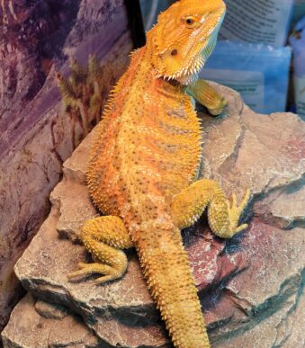 Citrus Tiger Bearded Dragon for sale