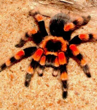 Buy juvenile tarantula online