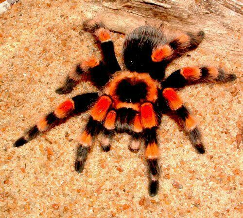Buy juvenile tarantula online