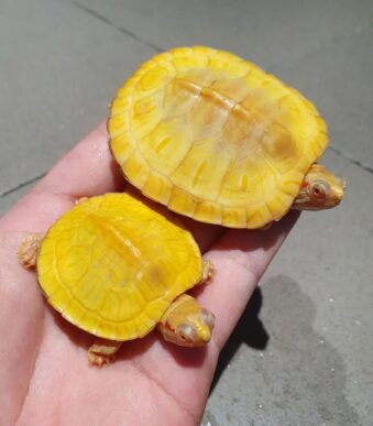 Buy Caramel Pink Red-Eared Slider online