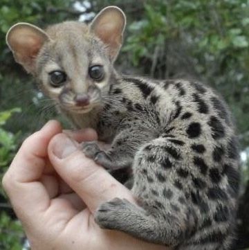 Buy genet online