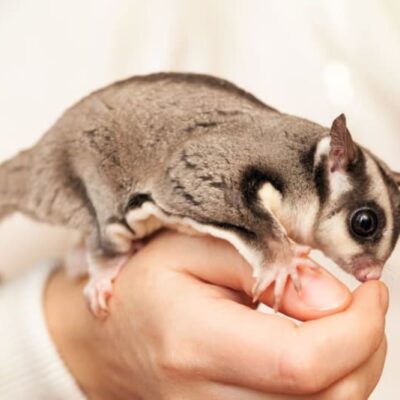 Sugar Glider for Sale