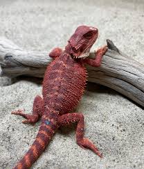 Translucent Red Monster